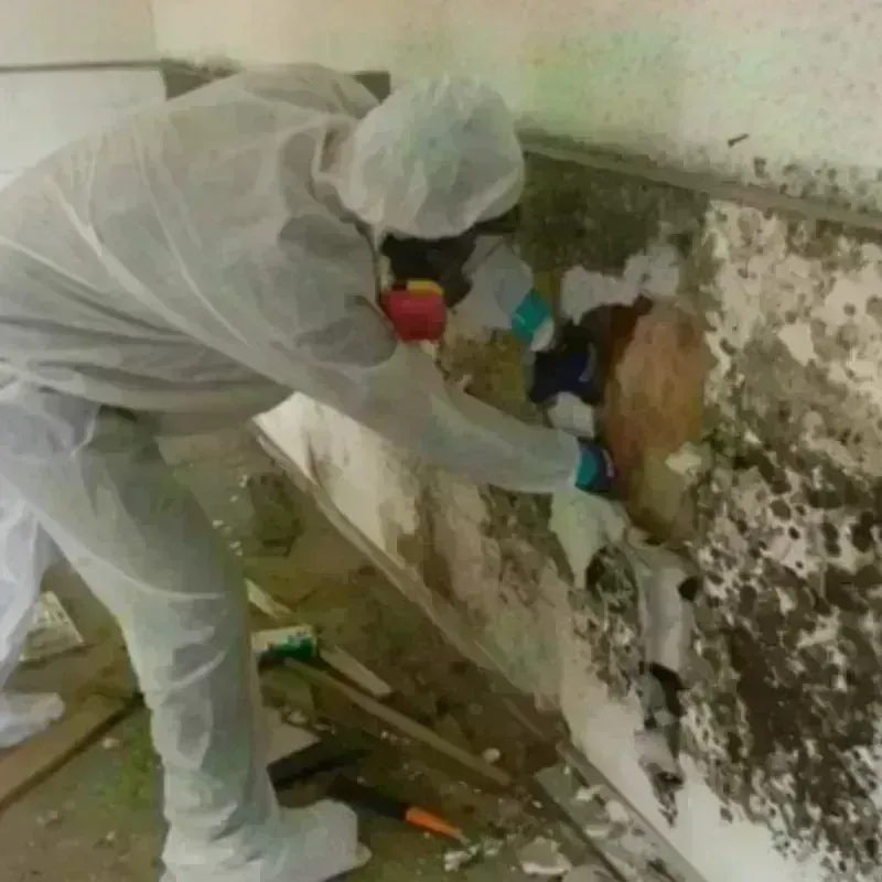 Mold Remediation and Removal in Athens County, OH